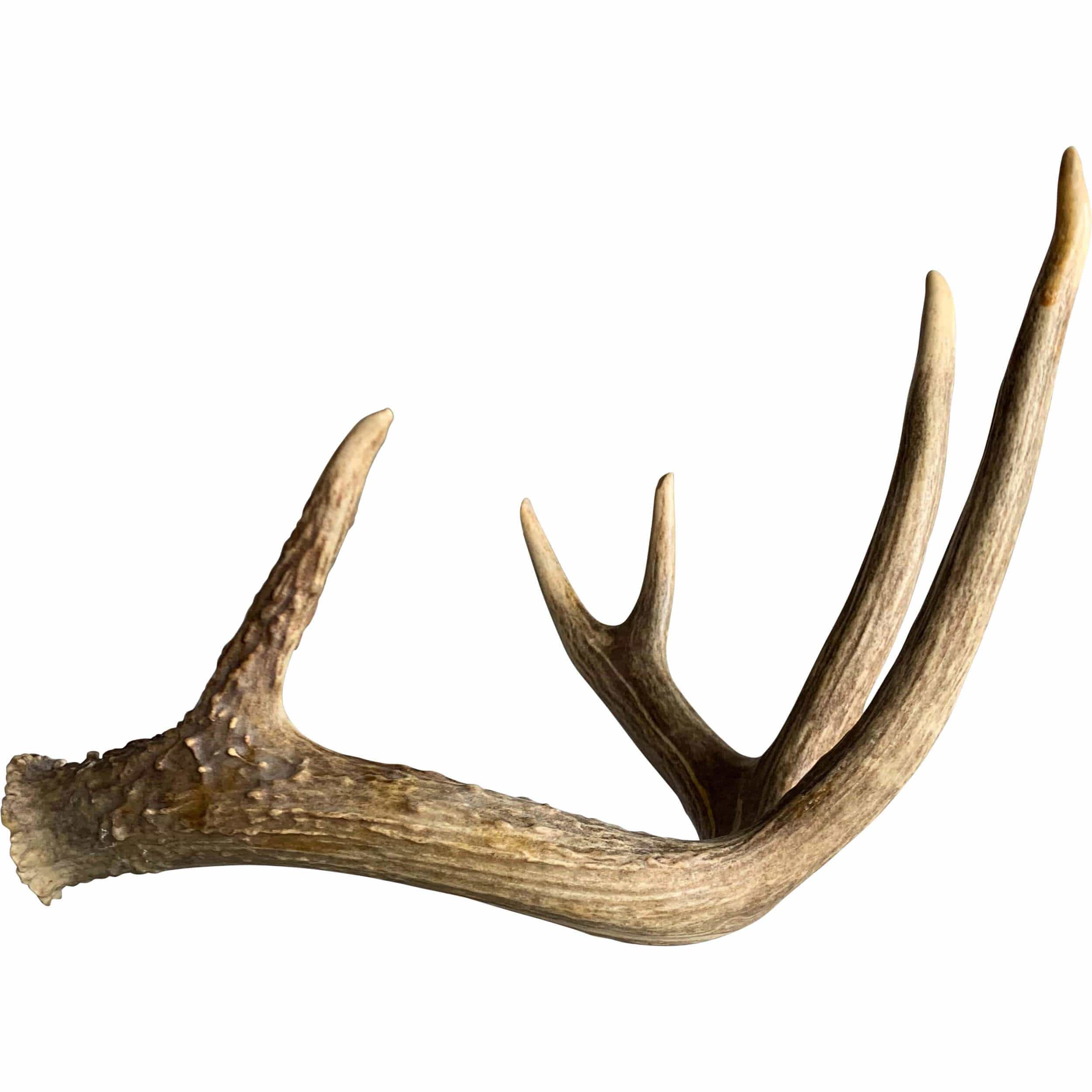 Deer Antler, Medium - Image 4