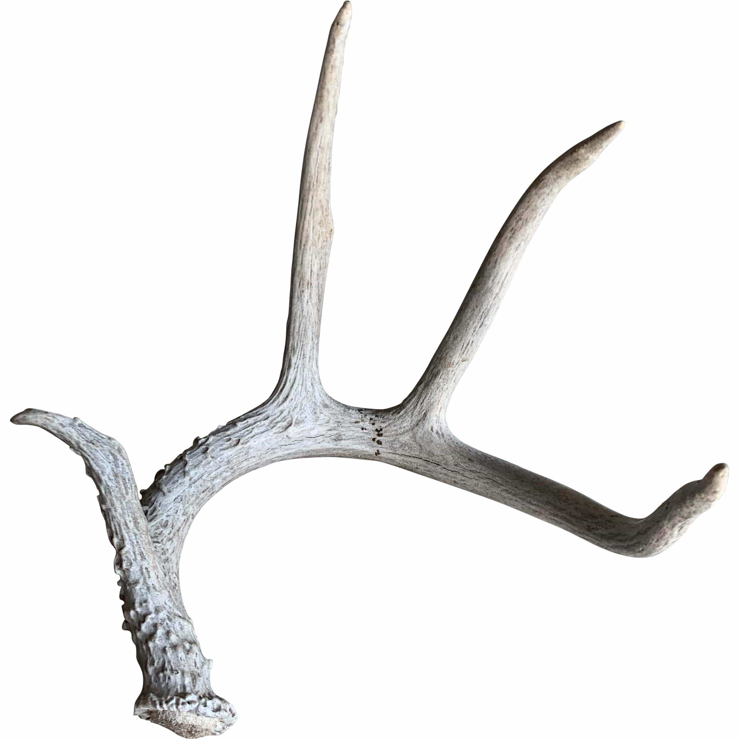 Deer Antler, Medium - Image 6
