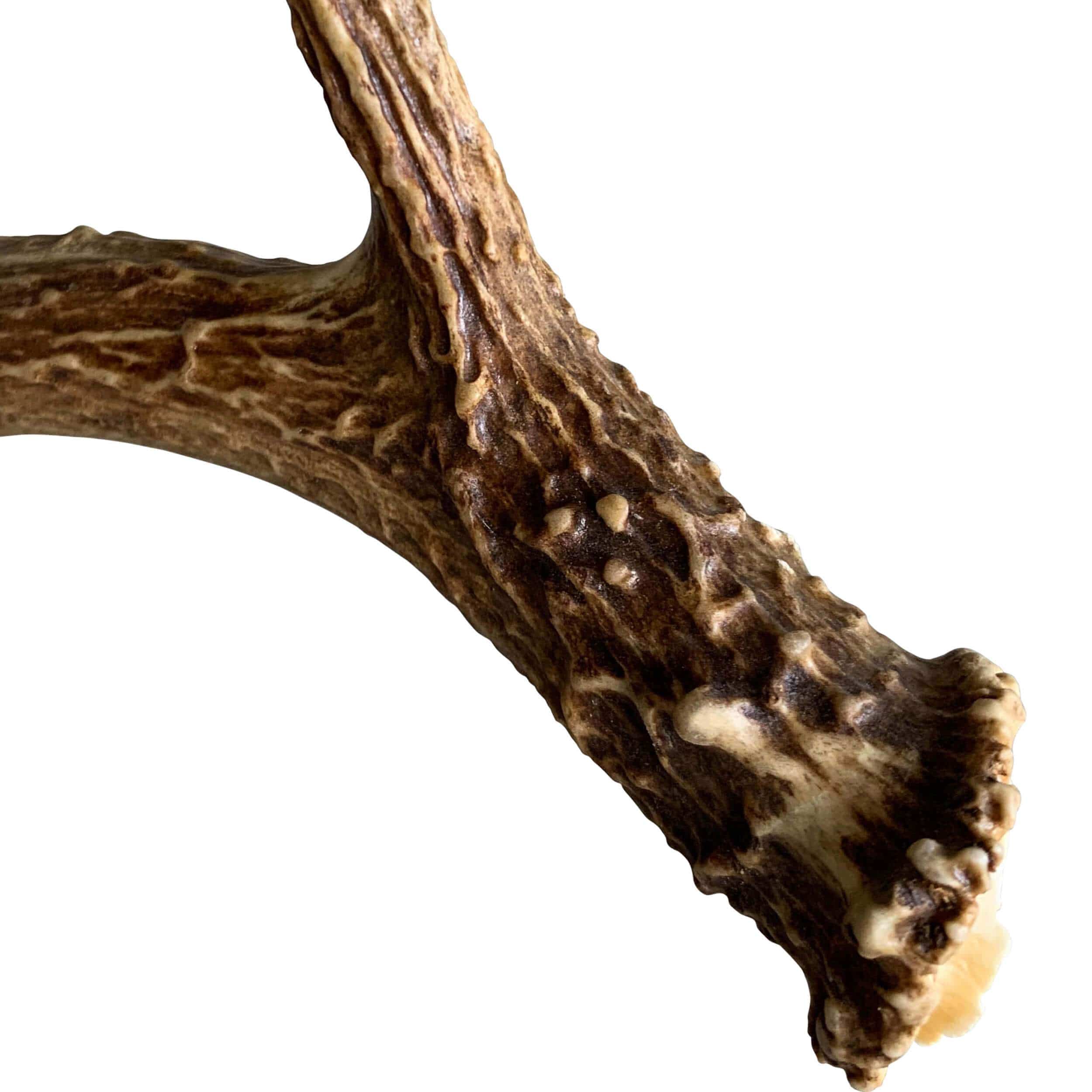 Deer Antler, Medium - Image 7