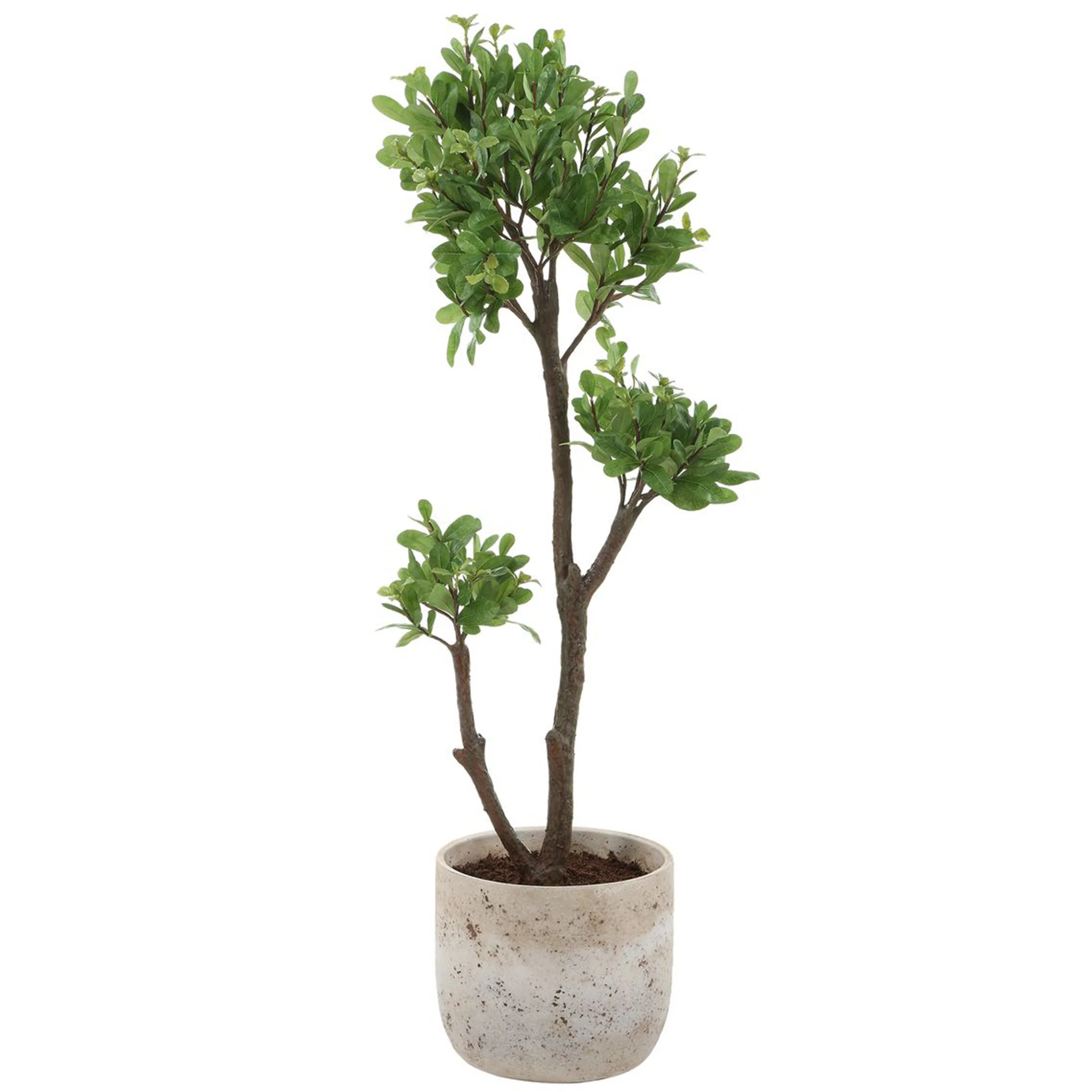 Arbor Strawberry Tree, Ivory