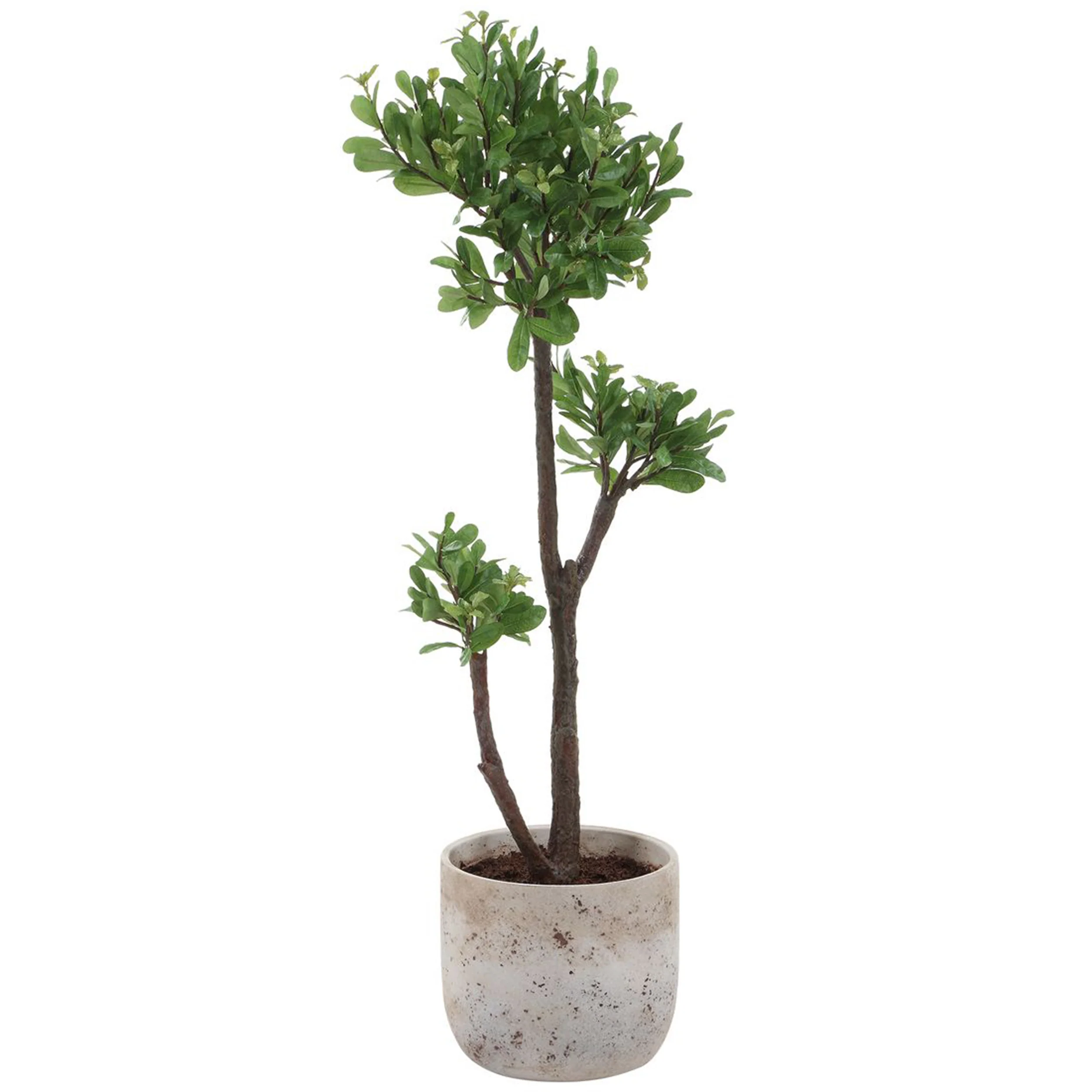 Arbor Strawberry Tree, Ivory - Image 2