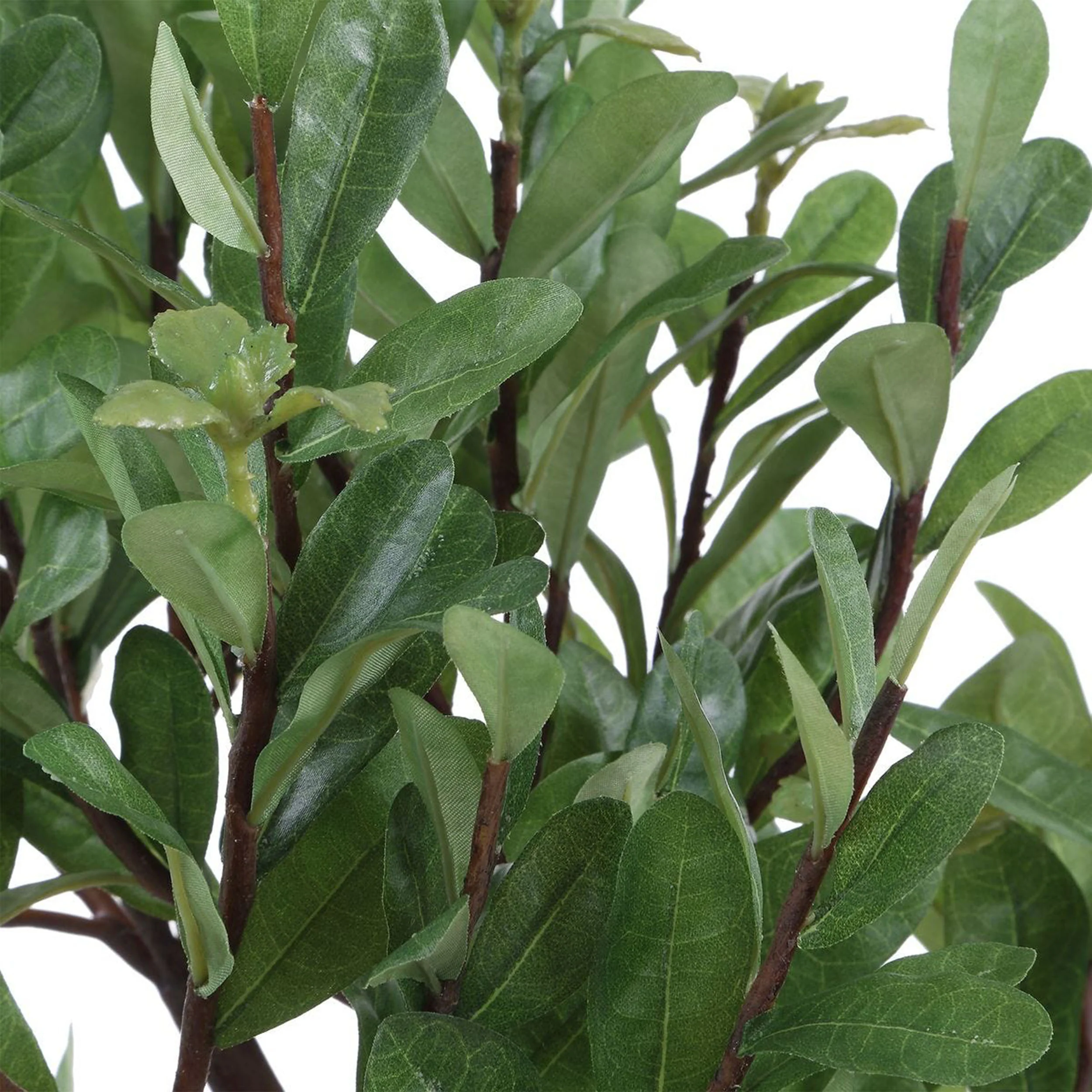 Arbor Strawberry Tree, Ivory - Image 3