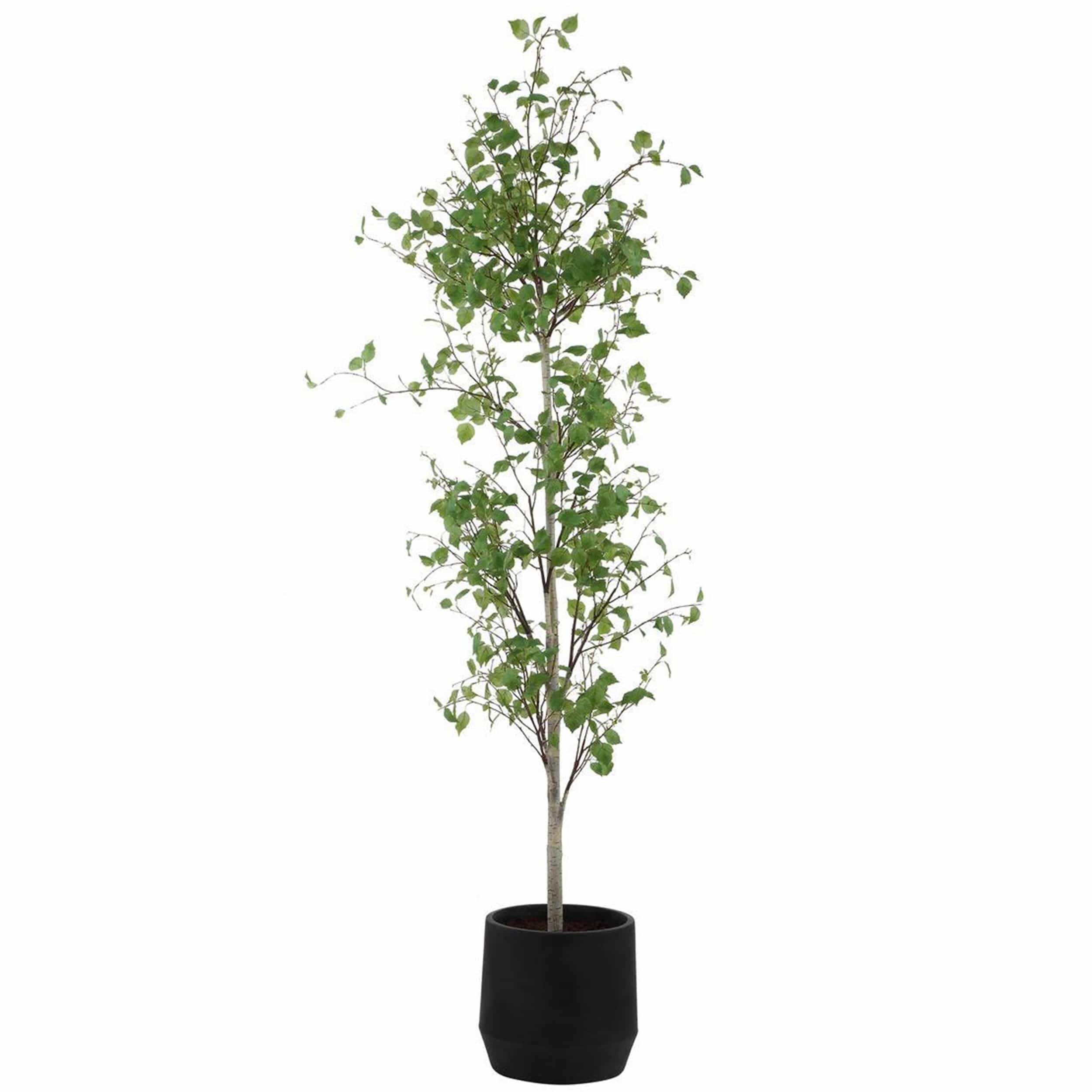 Boreal Potted Birch Tree, Aged Gray