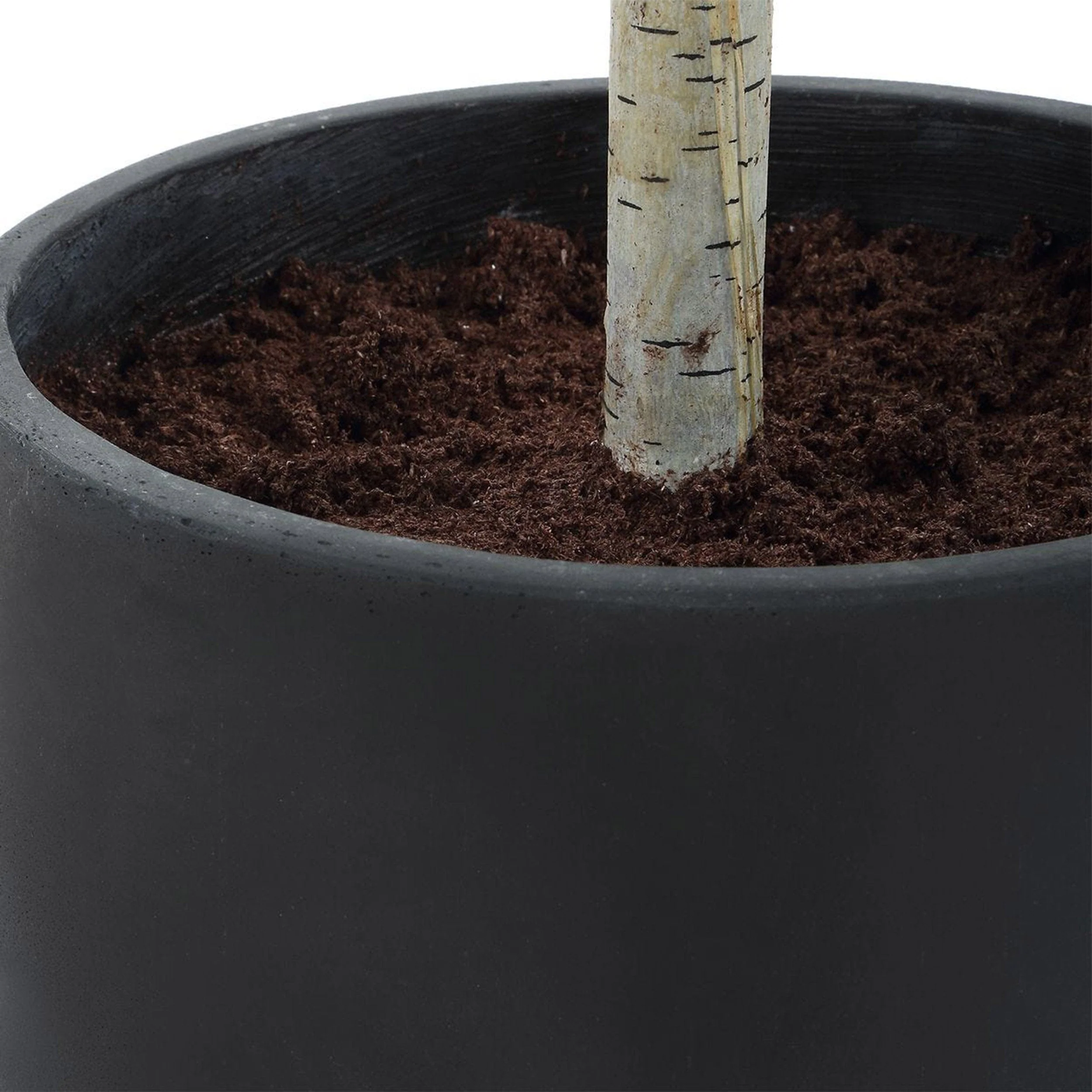 Boreal Potted Birch Tree, Aged Gray - Image 4