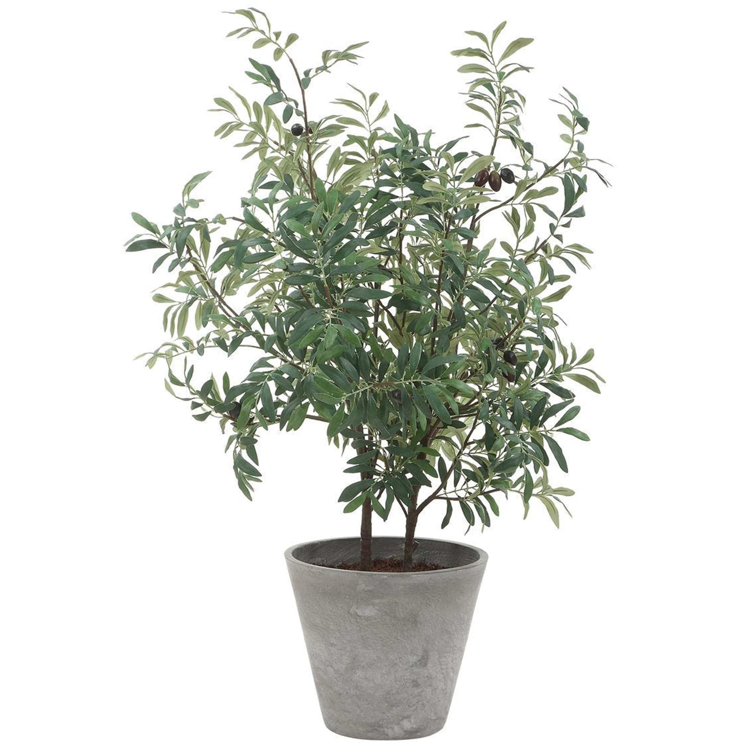 Marisol Potted Olive, Stone Gray