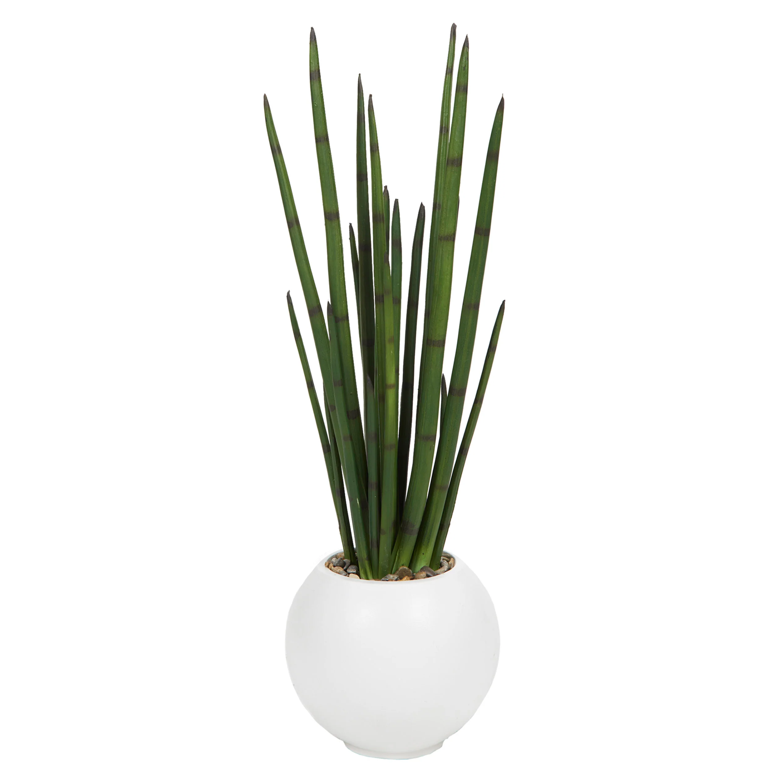 Snake Plant in Small Porter Planter, White