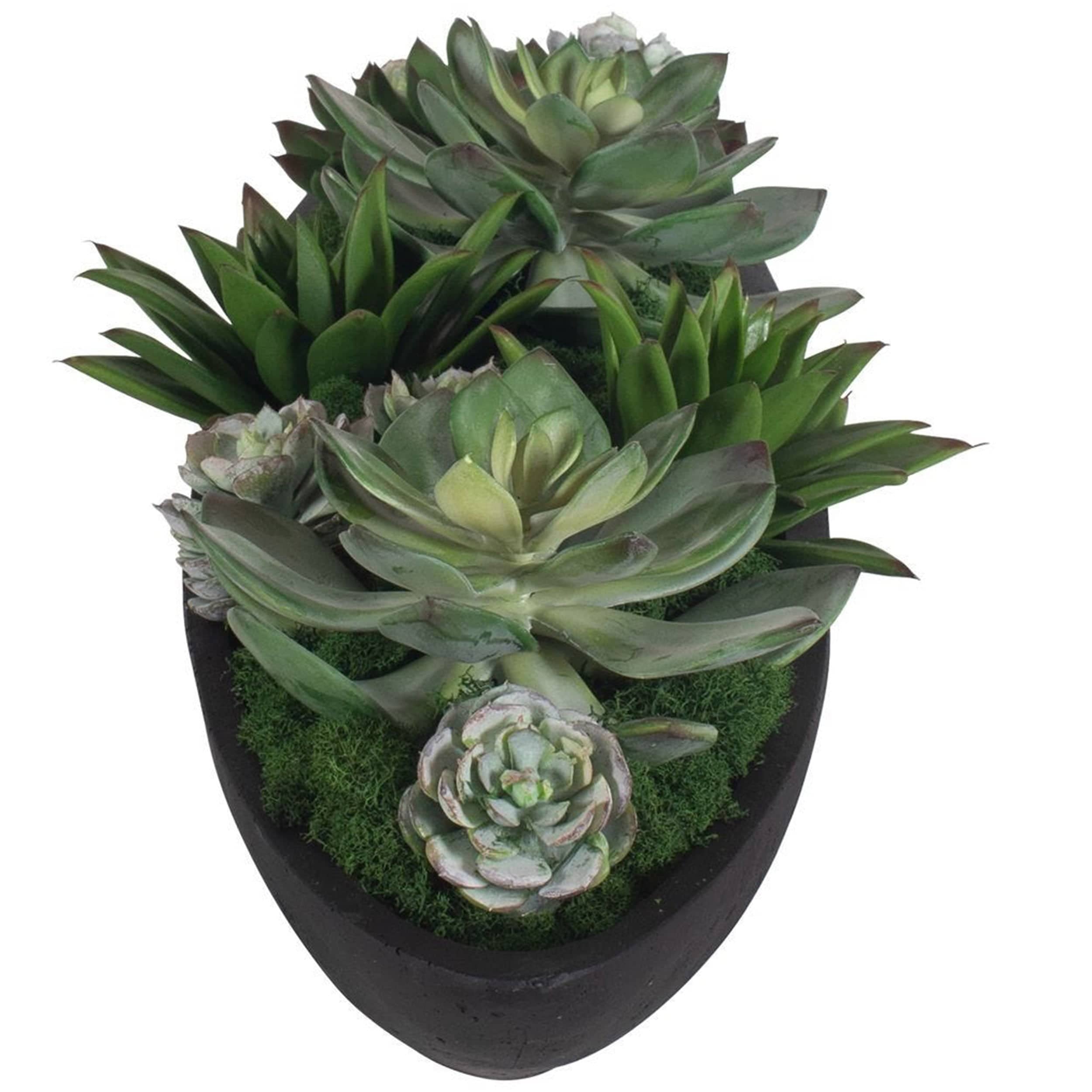 Verde Succulent Centerpiece, Black - Image 3