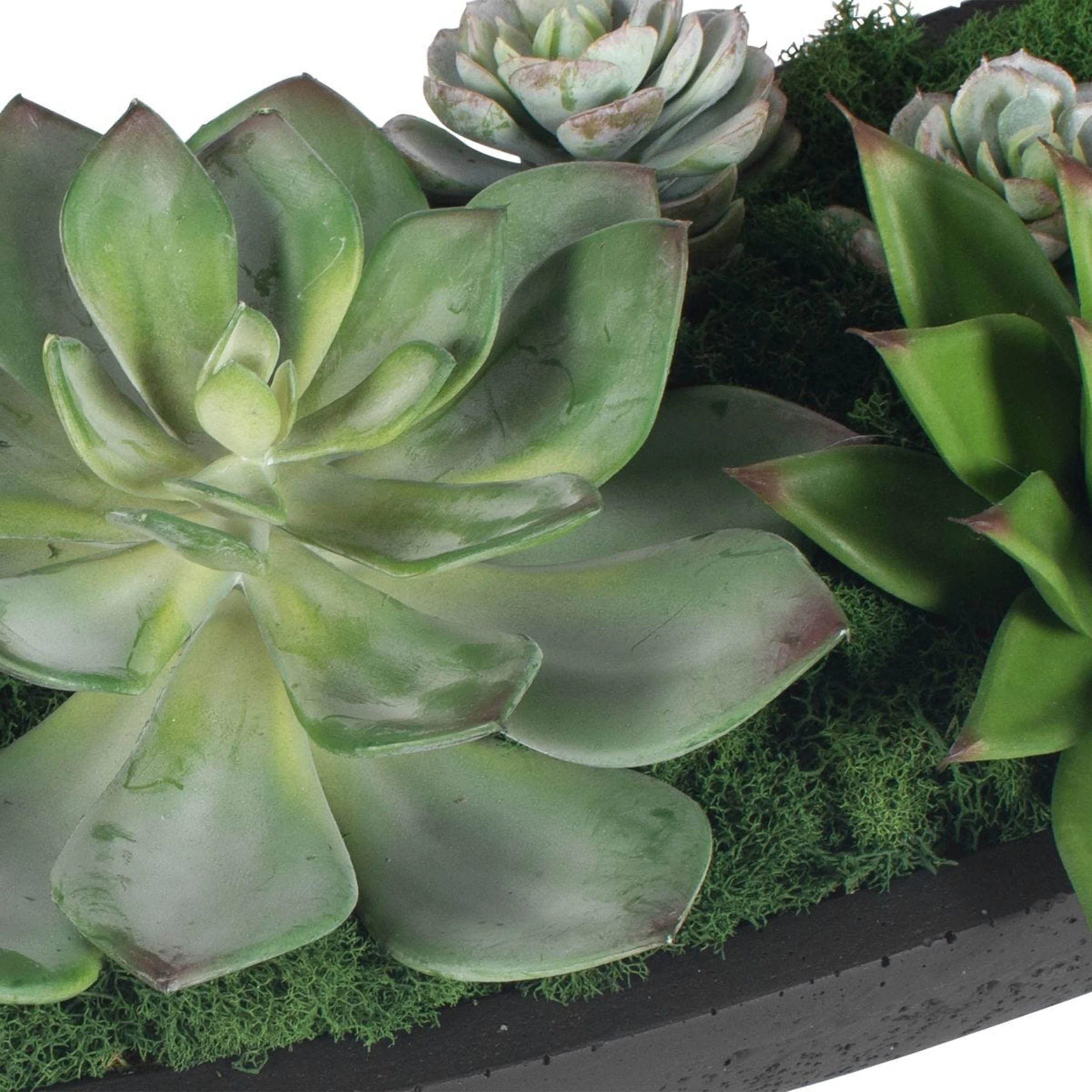 Verde Succulent Centerpiece, Black - Image 5