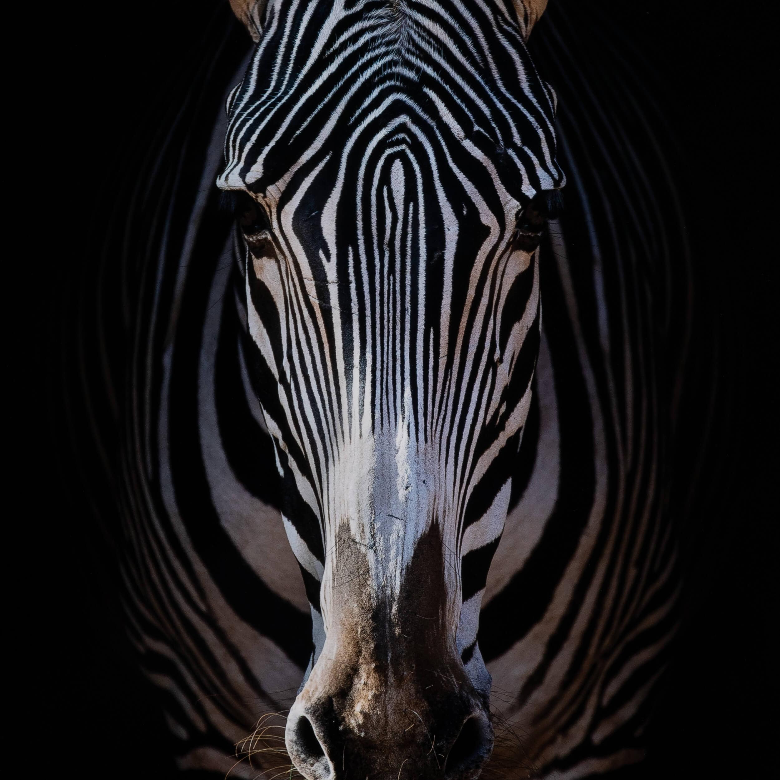 Zebra Stare by Getty Images by Four Hands - Image 4